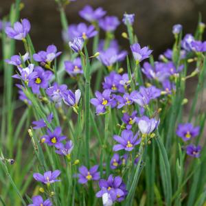 Schmalblättrige Binsenlilie, blau 