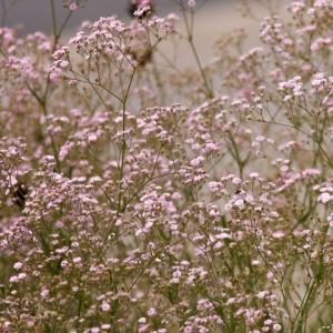 Schleierkraut, gefüllt, rosa 