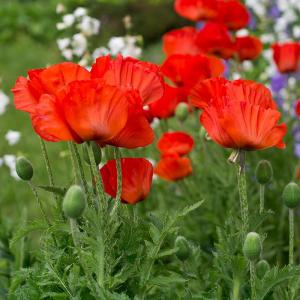 Mohn, rot 