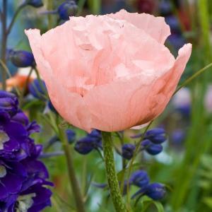 Mohn, lachsrosa 