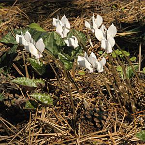 Mini-Alpenveilchen, weiß 