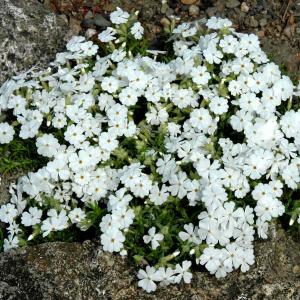 Teppich-Phlox, weiß 