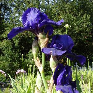 Schwertlilie, violett 
