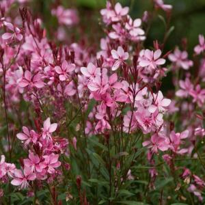 Prachtkerze, rosa 
