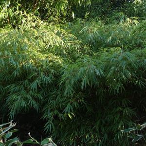 Strauch-Bambus 