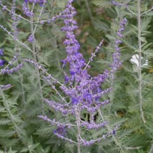 Blauraute 'Blue Spire' 