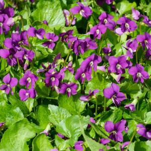 Pfingst-Veilchen, purpur 