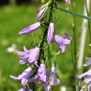 Nesselblättrige Glockenblume 