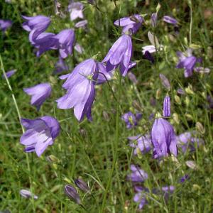 Rundblättrige Glockenblume 