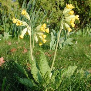 Frühlings-Schlüsselblume 