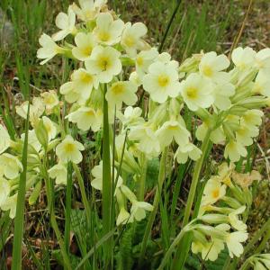 Wald-Schlüsselblume 