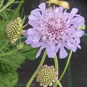 Tauben-Scabiose 