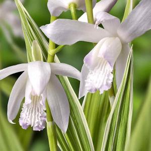Japanorchidee, weiß, gestreiftes Laub 