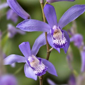 Japanorchidee 'Blue Dragon' 