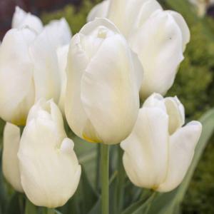 Tulpe Cheers, 25 Stück 