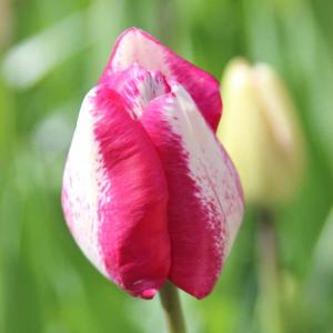 Tulpe Shirley, 50 Stück 