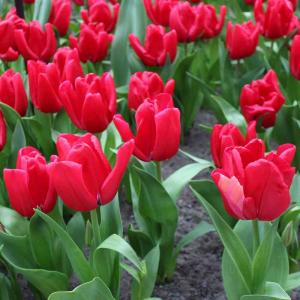 Tulpe Dominiek, 25 Stück 