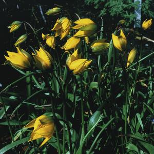 Sylvestris-Tulpe 