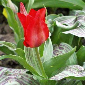 Greigii-Tulpe, frühblühend 