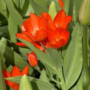 Praestans-Tulpe, frühblühend 