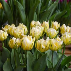 Tulpe Exotic Emperor, 50 Stück 