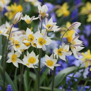 Wildtulpe Turkestanica, 25 Stück 