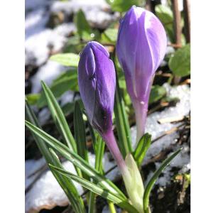 Garten-Krokus blau 