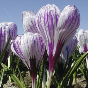 Garten-Krokus violett gestreift 