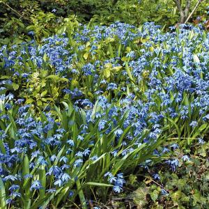 Blausternchen 