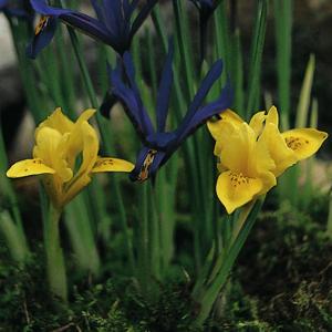 Zwerg-Iris gelb 