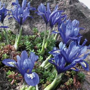 Zwerg-Iris blau 