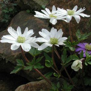 Strahlen-Anemone, weiß 