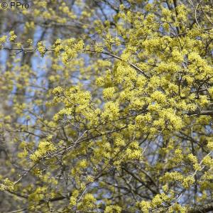 Wild-Hecke 10 