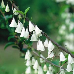 Schneeglöckchenbaum 