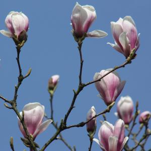 Tulpen-Magnolie 