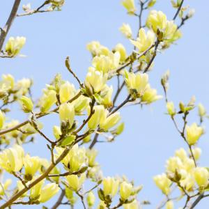 Gelbe Baum-Magnolie 