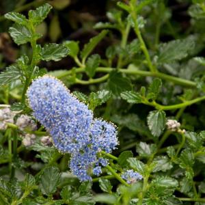 Säckelblume kriechend 