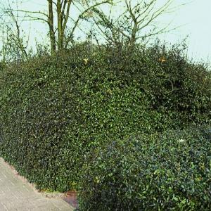 Dicht und Grün, Feuerdorn-Hecke 