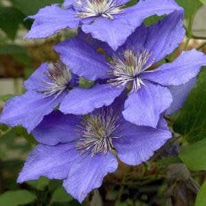 Clematis 'Eyres Gift' 