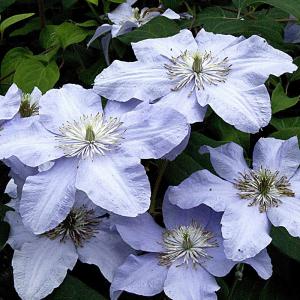 Clematis 'Silver Moon' 
