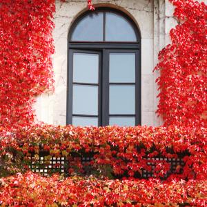 Wilder Wein, Jungfernrebe 