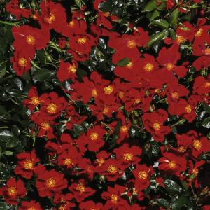 Teichrandrose, hellrot 