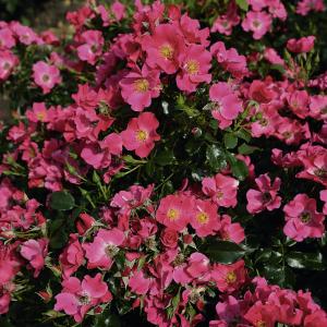 Teichrandrose, lachsrosa 