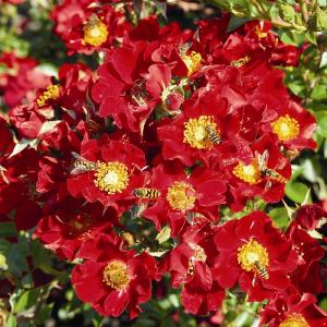 Rose Bienenweide ® Rot 