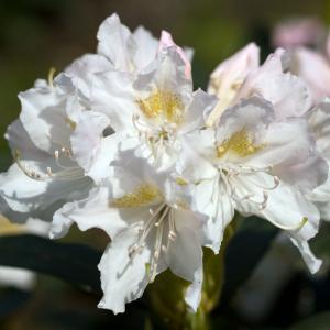 Rhododendron weiß 