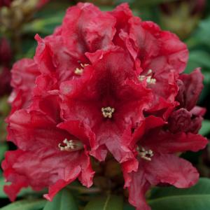 Rhododendron, Inkarho®, rot 