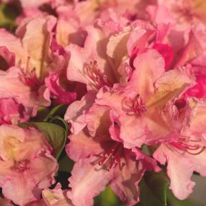 Rhododendron, Inkarho®, orange-rosa 