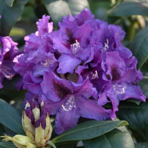 Rhododendron, Inkarho®, violett 