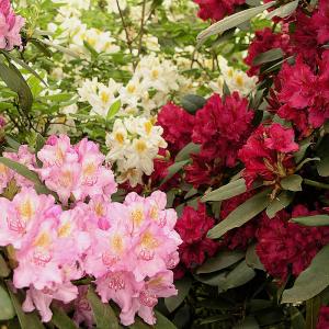 Rhododendron-Sortiment, Inkarho®, 3 Stück 