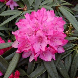 Zwerg-Alpenrose, rubinrosa 